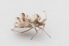 Phyllomorpha laciniata