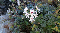 Pelargonium echinatum