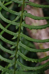 Blechnum punctulatum