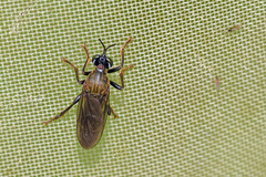 Dioctria atricapilla