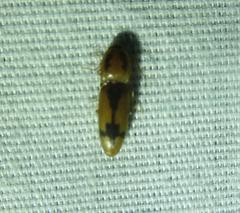 Conoderus vespertinus