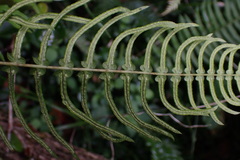 Blechnum punctulatum