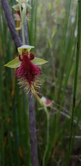 Calochilus grandiflorus