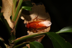 Blaberoidea