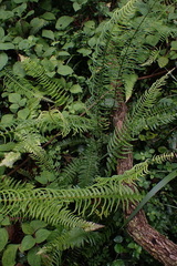 Blechnum punctulatum