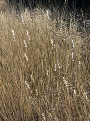 Bothriochloa laguroides