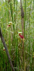 Calochilus grandiflorus