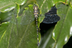 Eusynthemis nigra