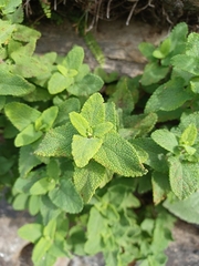 Lamiaceae