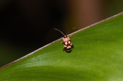 Omophoita