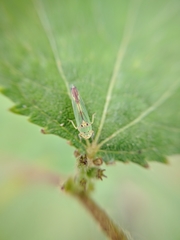 Bucephalogonia xanthophis