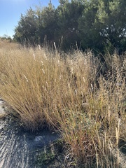 Bothriochloa laguroides