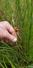 Calochilus grandiflorus