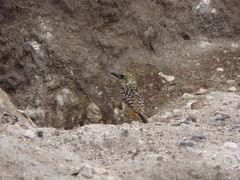 Trachyphonus darnaudii