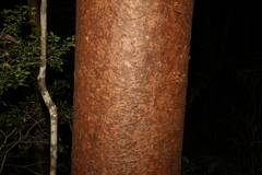 Agathis robusta