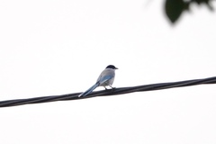 Cyanopica cyanus