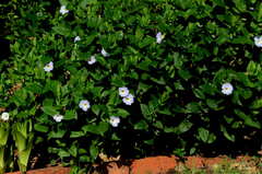 Thunbergia natalensis