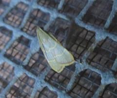 Parachma ochracealis