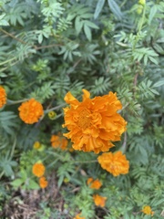 Tagetes patula