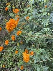 Tagetes patula