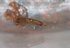 Talitroidea