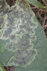 Phytomyza albiceps group