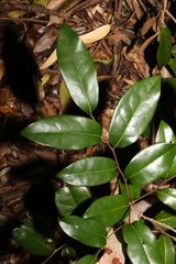 Huberantha nitidissima