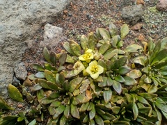 Eudema nubigena