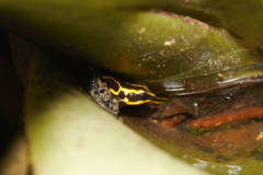 Ranitomeya variabilis