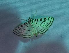 Conchylodes concinnalis