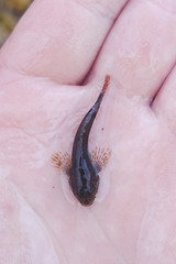 Cottus gobio