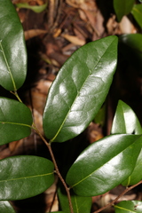Huberantha nitidissima
