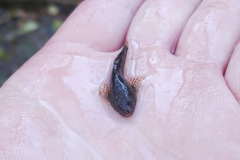Cottus gobio