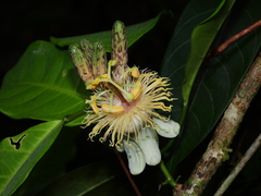 Passiflora plumosa