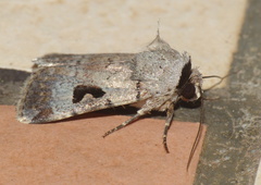 Ariathisa abyssinia