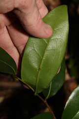 Huberantha nitidissima