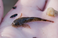 Cottus gobio