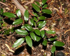 Huberantha nitidissima