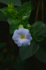 Thunbergia natalensis