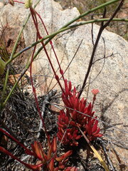 Crassula atropurpurea