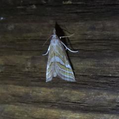 Leptosteges parthenialis