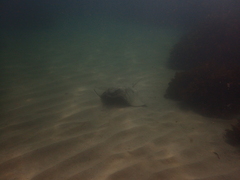 Myliobatis tenuicaudatus