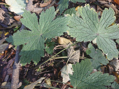 Ranunculus lanuginosus