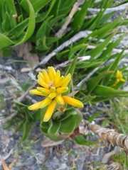 Aloiampelos commixta