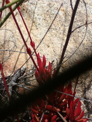 Crassula atropurpurea