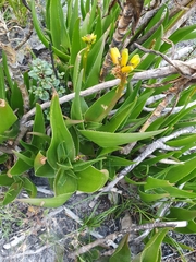 Aloiampelos commixta