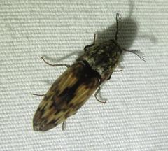 Pherhimius fascicularis