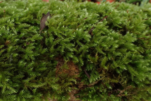 Palamocladium leskeoides observed 2022-10-28