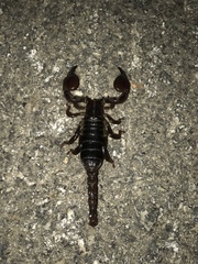 Scorpio fuscus