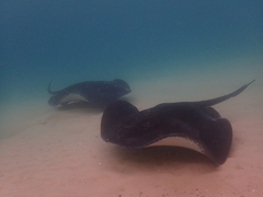 Bathytoshia brevicaudata